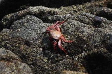 image of rock_crab