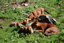 image of dhole