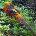 image of golden_pheasant #19