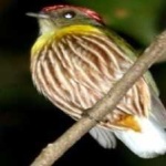 image of bird