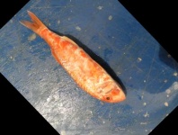 image of fish
