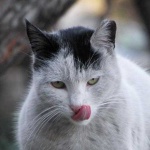 image of animal