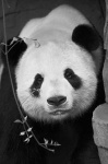image of giant_panda