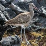 image of whimbrel #0