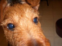 image of irish_terrier
