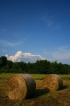image of hay