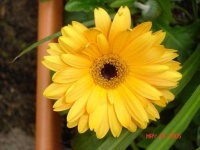 image of flower