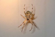 image of garden_spider
