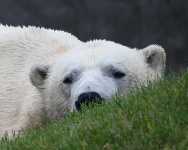 image of animal