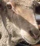 image of animal