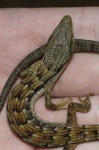image of alligator_lizard