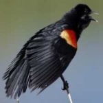 image of bird