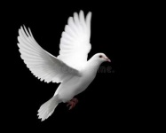 image of dove