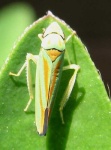 image of leafhopper
