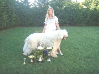 image of komondor