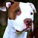 image of pit_bull #26