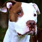 image of animal
