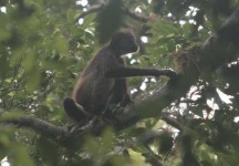 image of howler_monkey