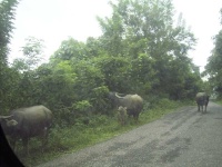 image of water_buffalo