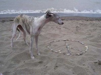 image of whippet