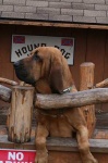 image of bloodhound