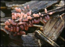 image of stinkhorn