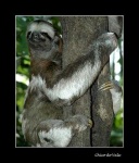 image of three_toed_sloth