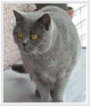 image of animal