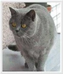 image of british_shorthair #10