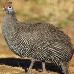 image of bird