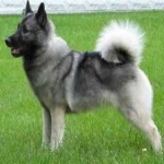 image of animal