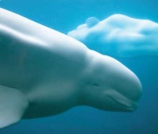 image of animal