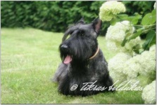 image of scotch_terrier