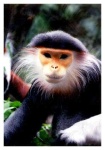 image of langur