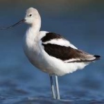 image of bird
