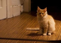 image of animal