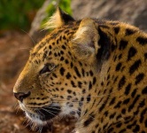 image of jaguar_car