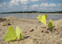 image of sulphur_butterfly #3