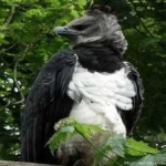 image of harpy_eagle #30