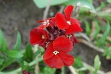 image of flower
