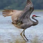 image of bird