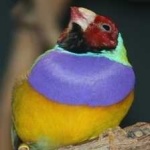 image of bird