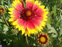 image of flower