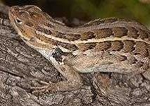image of whiptail