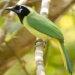 image of bird