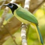 image of green_jay #10