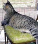 image of egyptian_cat