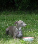 image of italian_greyhound