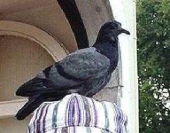image of pigeon