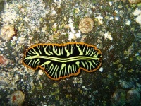 image of flatworm